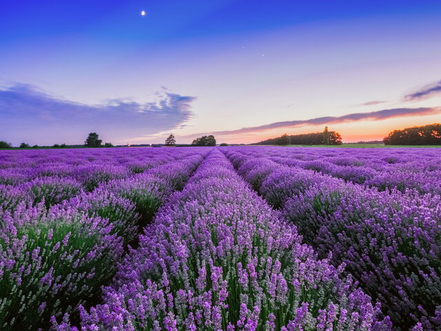 Was könnten Sie Mitte Juli unternehmen ?