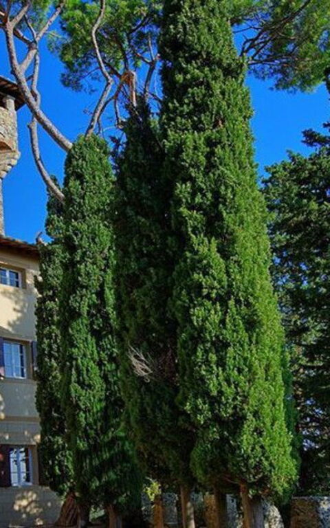 Cetona und die Rocca