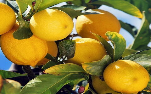 Die unnachahmlichen Zitronen von Sorrent