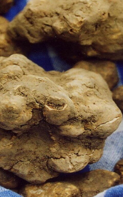 Den "Tartufo di San Miniato"