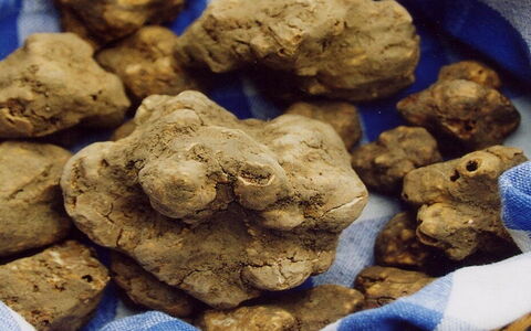 Die Besten Aktivitäten und Veranstaltungen um den Trüffel aus San Miniato