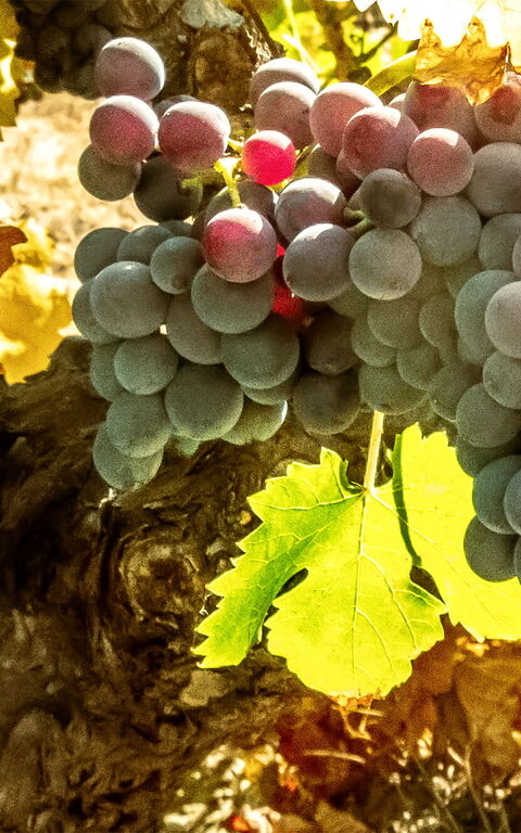 Die Weinlese in der Toskana