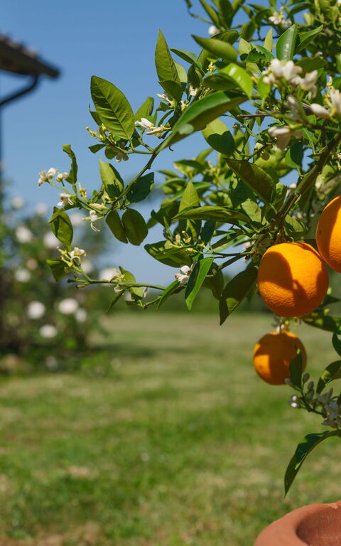 Pozzo Dei Desideri: Außen, Draussen, Garten
