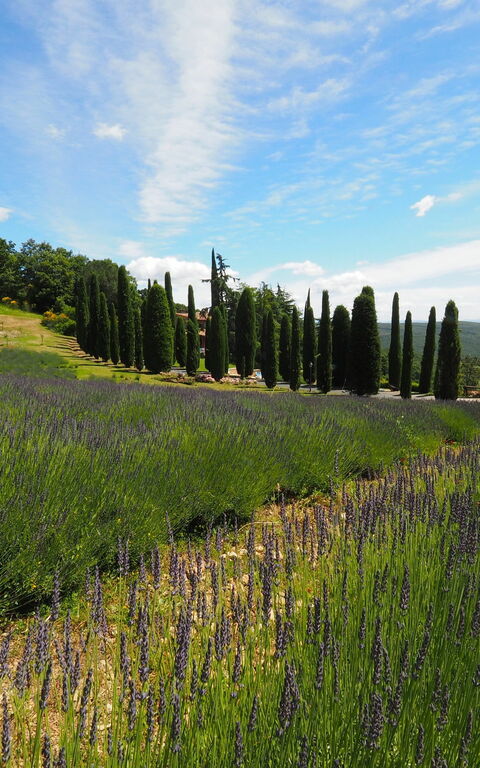 Cornocchio: Ansichten