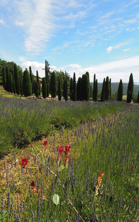 Cornocchio: Ansichten