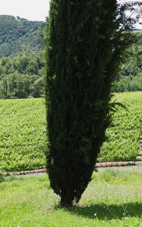 Cornocchio: Ansichten, Garten