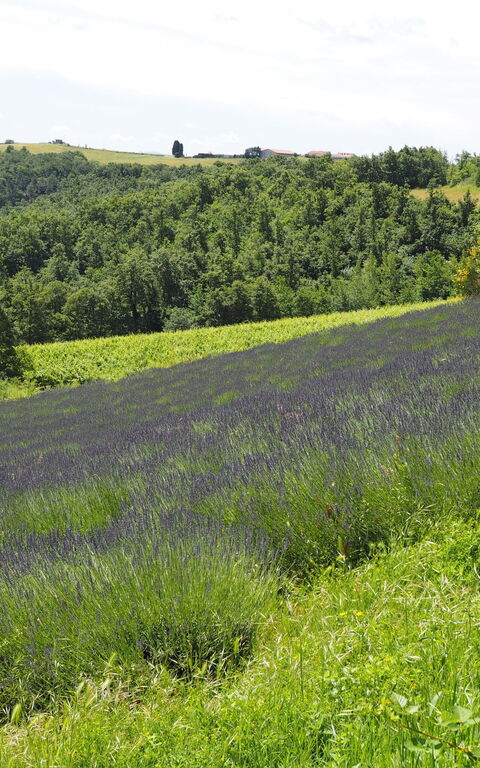 Cornocchio: Ansichten