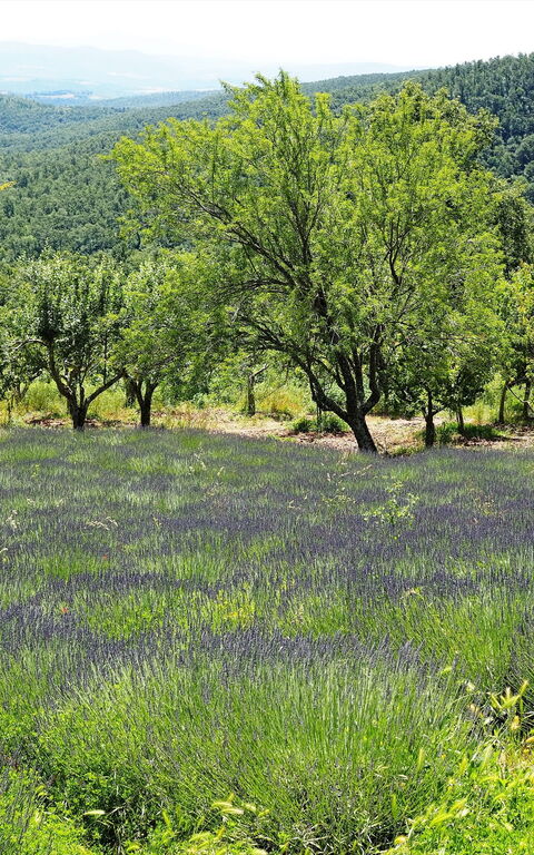 Cornocchio: Ansichten