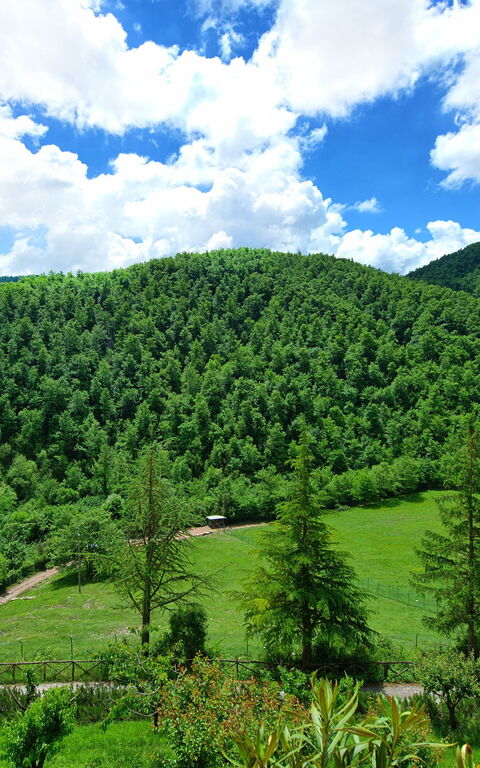 Villa Contessa: Garten