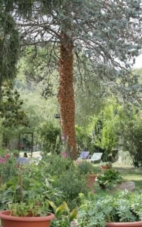 ***villa Contea: Draussen, Garten