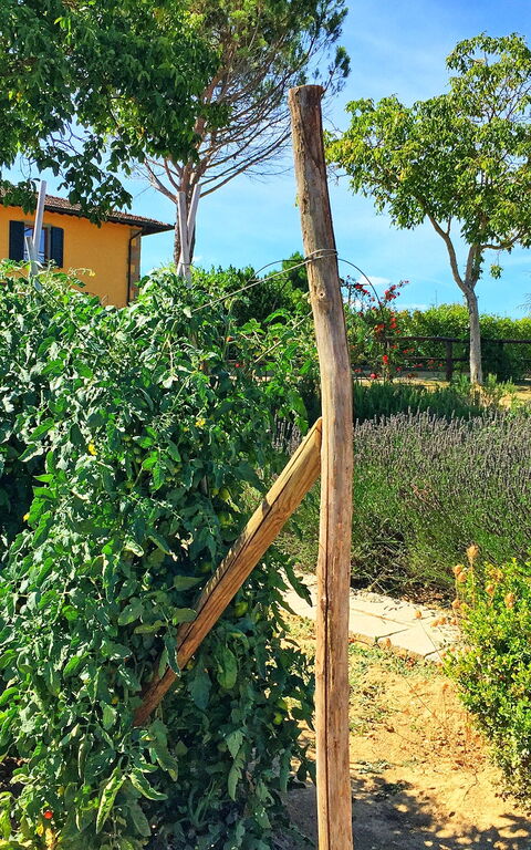 Podere Sant'angelo: Garten