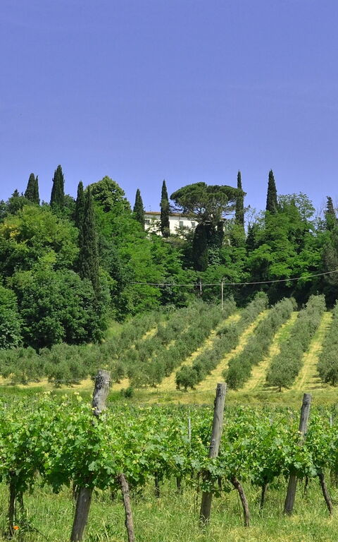 Villa Buonaparte: Garten