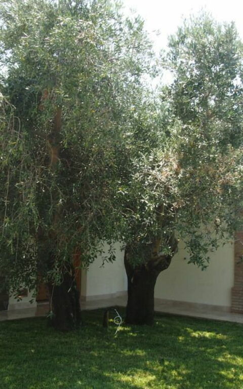 Villa Dei Cipressi: Außen, Draussen, Garten