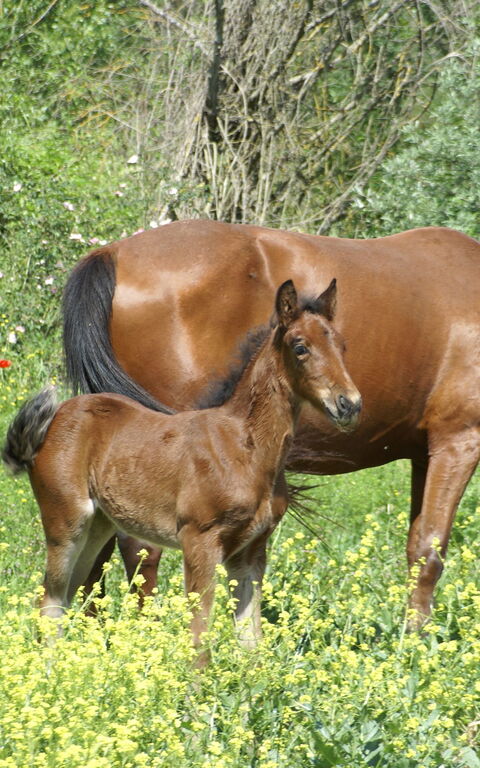 Le Querce Di Campocane: Garten
