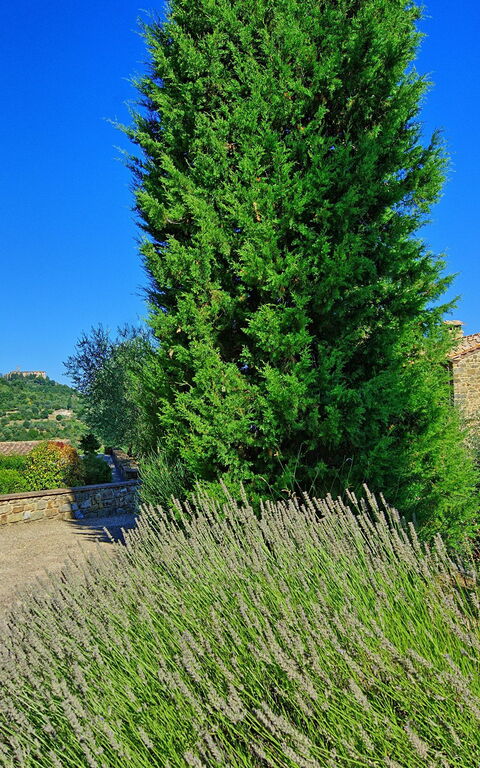Villa Montalcino: Garten