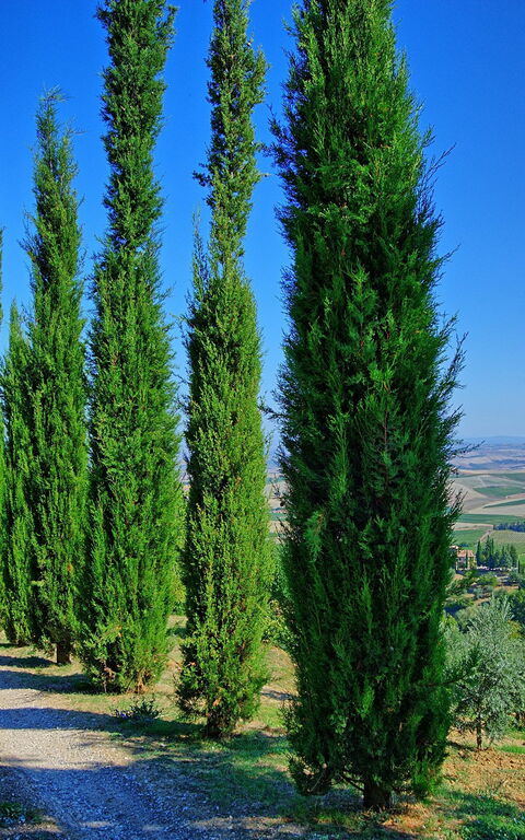 Villa Montalcino: Ansichten