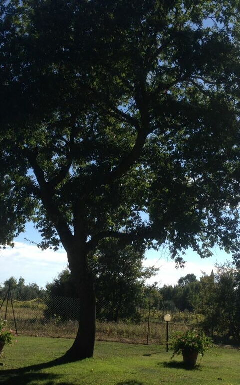 Casa Catia: Ansichten, Draussen