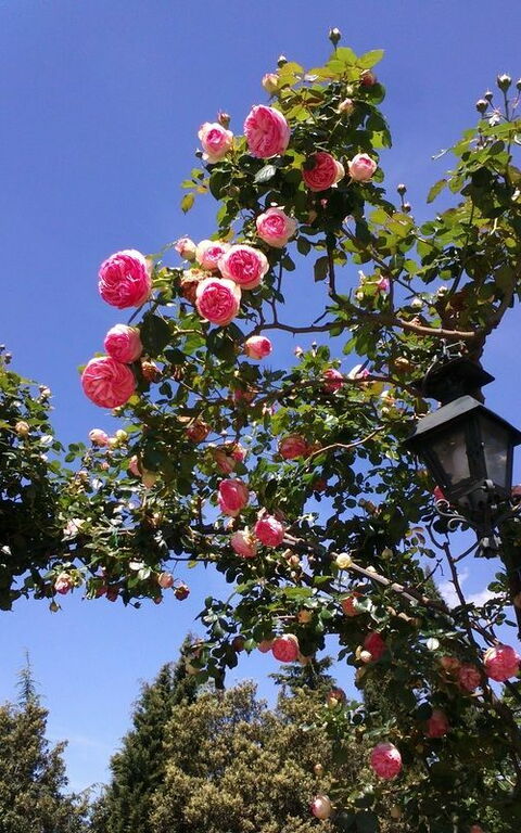 Villa Gaville: Garten