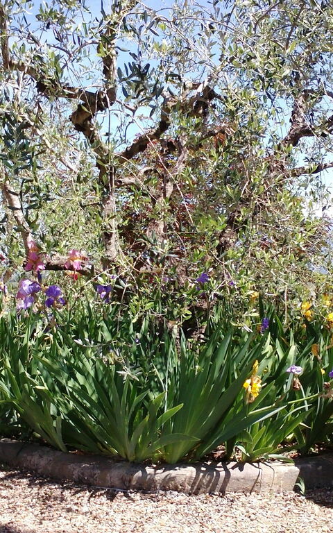 Villa Gaville: Garten