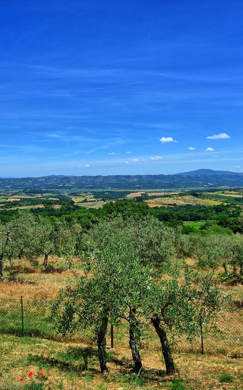 Casa Olivia: Ansichten