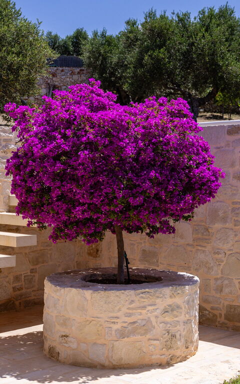 Villa Bluewhite: Draussen, Garten