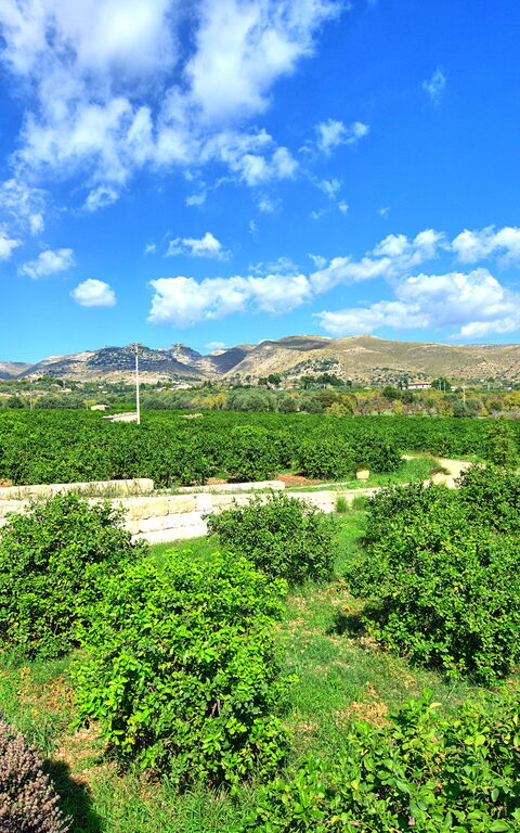 Tenuta Olearum: Ansichten, Draussen, Sommer