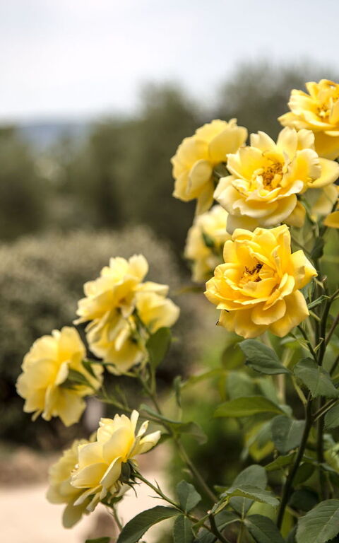 Villa Chiugi: Draussen