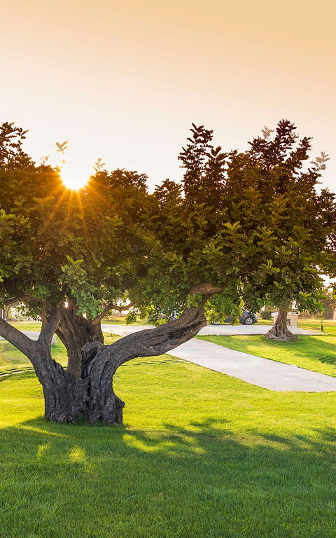 Villa Colleverde: Garten