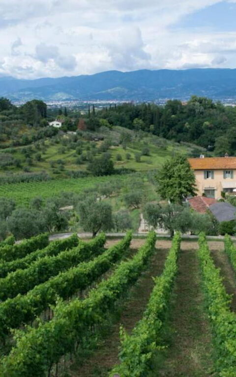 Bello Stare: Ansichten