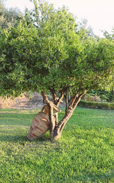 Villa Malu: Außen, Draussen, Garten