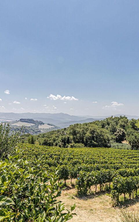 Chateau La Siroque: Ansichten, Außen, Draussen