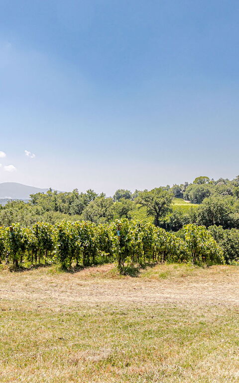 Chateau La Siroque: Ansichten, Außen, Draussen