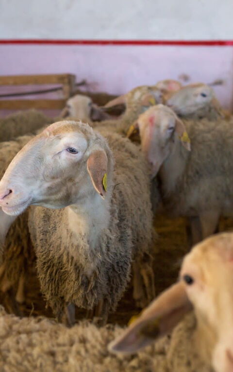 Casale Della Torre: Tiere