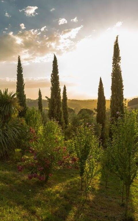 Leccino: Ansichten, Außen, Draussen, Garten