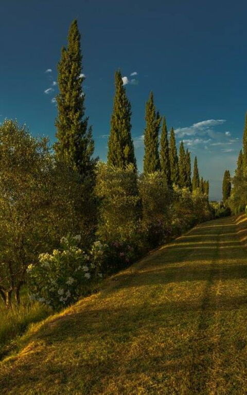 Leccino: Ansichten, Außen, Draussen, Garten