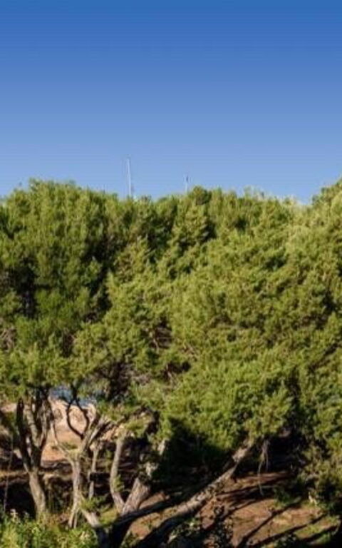 Lentischio: Ansichten