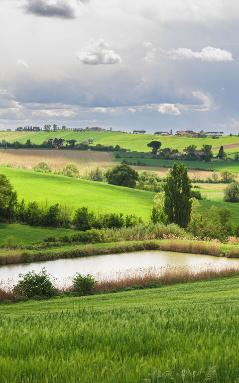 Villa la Contea: Ansichten, Außen, Draussen, Garten
