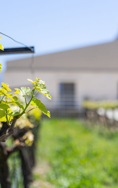 Villa Orientem Bis: Außen, Draussen, Garten