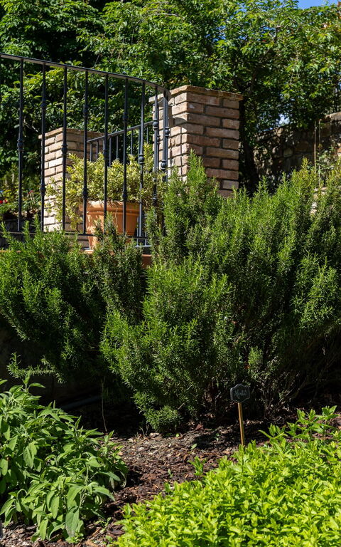 Tenuta Macericca: Außen, Draussen