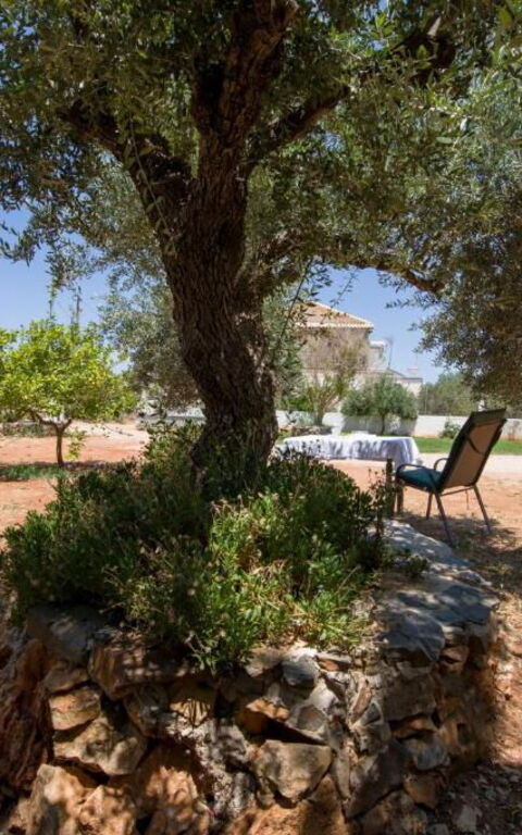 Magnolia: Außen, Draussen, Garten