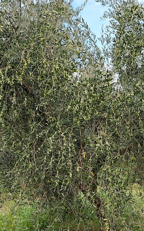 Podere Peteglia: Ansichten