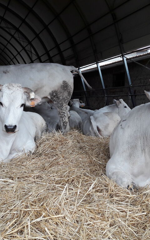 Podere Peteglia: Aktivitäten, Tiere