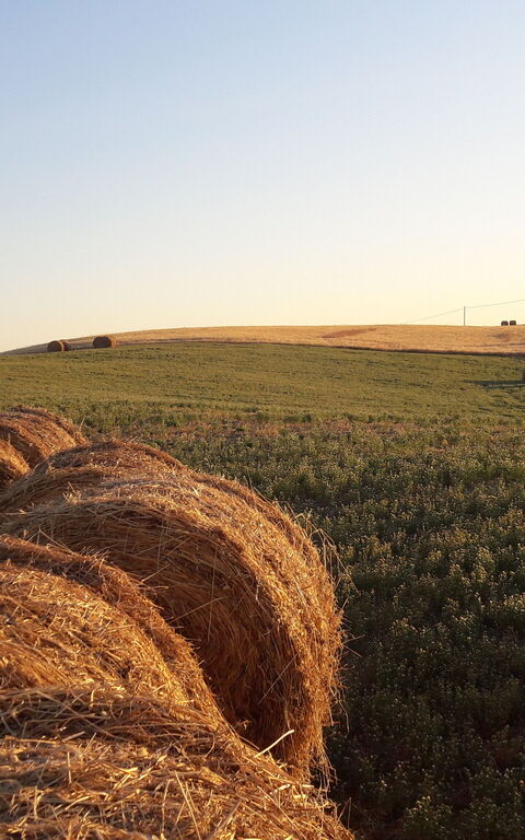 Podere Peteglia: Ansichten