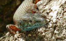 Foto eingereicht von Gästen Beach Villa Joanna