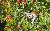 Foto eingereicht von Gästen Beach Villa Blue