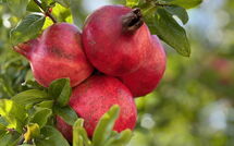 Foto eingereicht von Gästen Casarosa di Mariasole