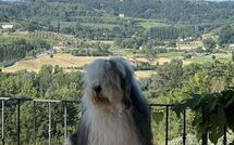 Foto eingereicht von Gästen Villa Roberto