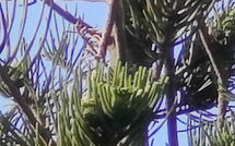 Foto eingereicht von Gästen Votana House