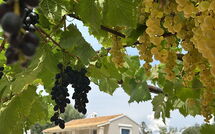 Foto eingereicht von Gästen Villa Armonia