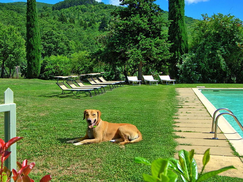 pet-friendly-villa.jpg